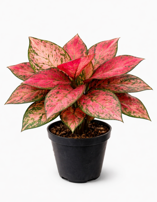 Aglonema Rosada