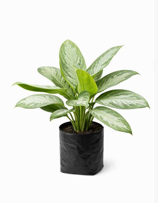 Aglonema Patico
