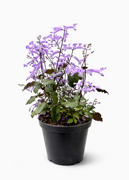 Plectranthus