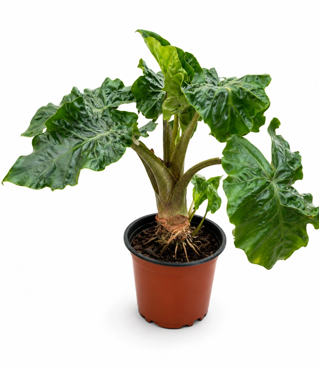 Alocasia Low Rinder