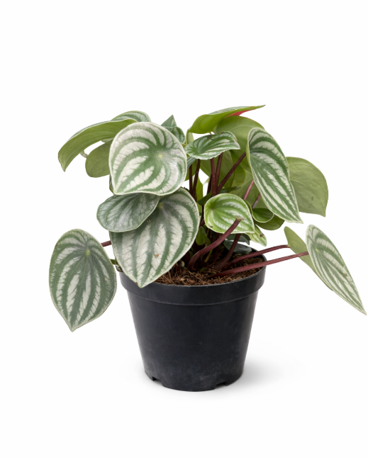 Peperomia Cucharita Variagada