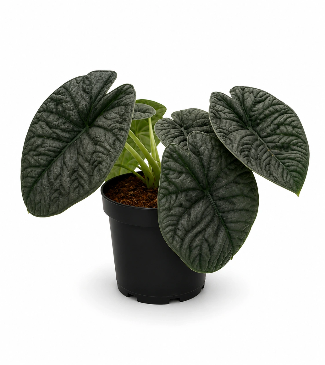Alocasia Melo