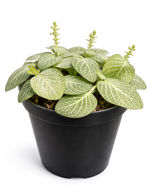 Fittonia Comun
