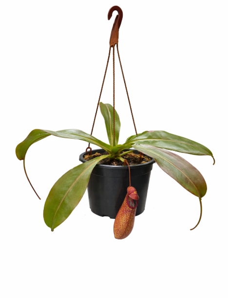 Carnivora Nephentis