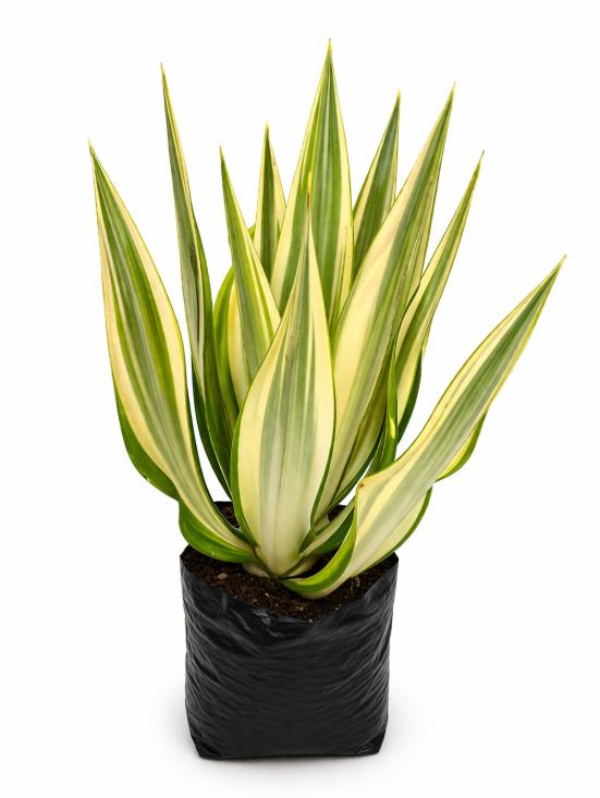 Agave Variagado