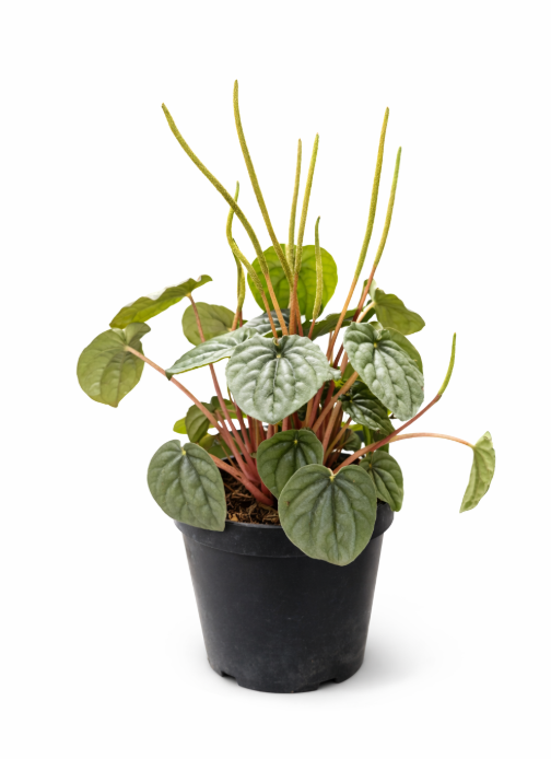 Peperomia Velita