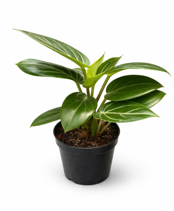 Peperomia Espejito
