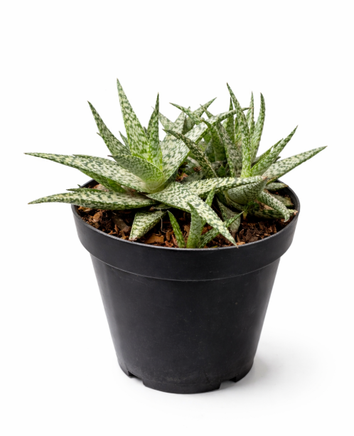 Aloe Brevifolia