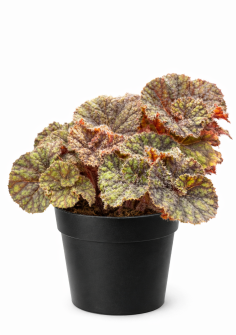 Begonia Rex