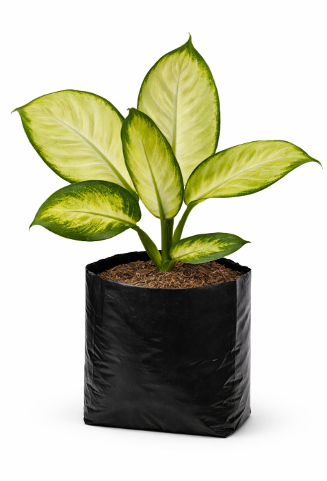 Aglonema Camila en Bolsa