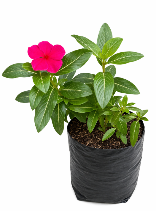 Vinca