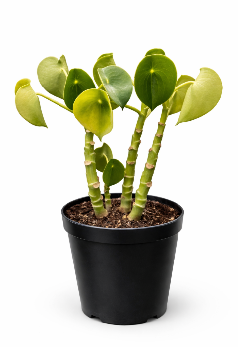 Peperomia Cucharita