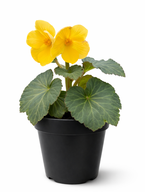 Begonia Elatior