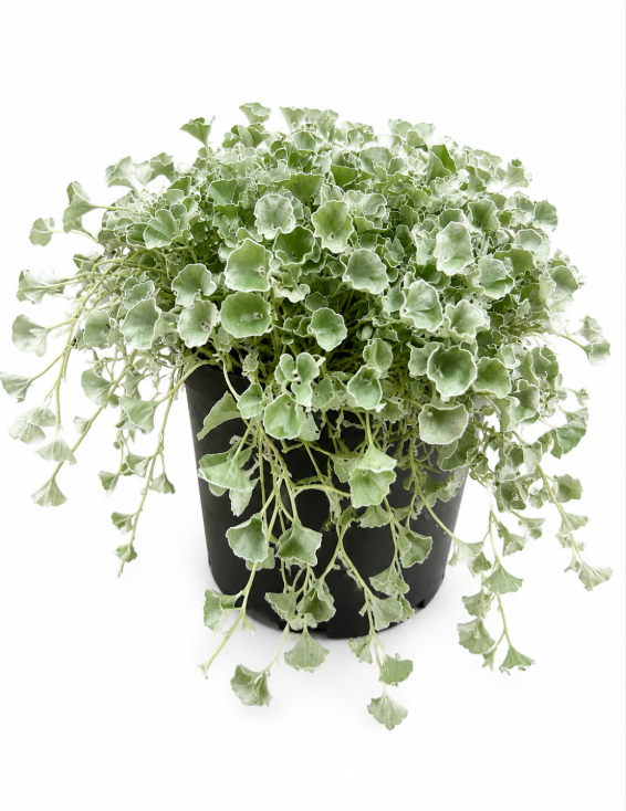 Dichondra