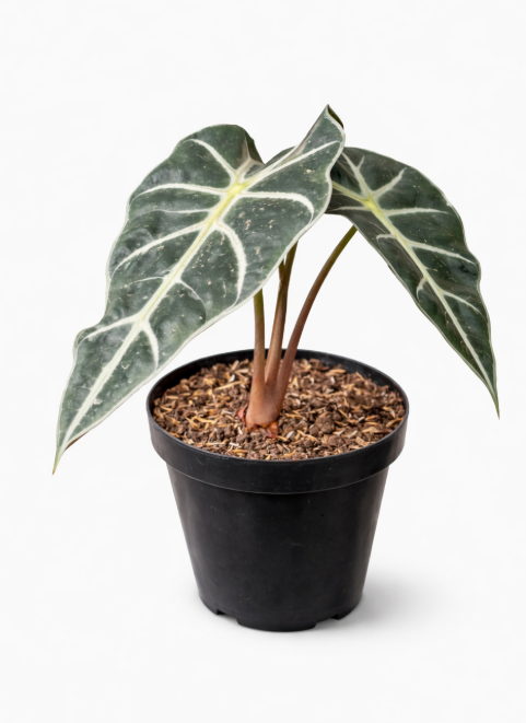 Alocasia Amazonica
