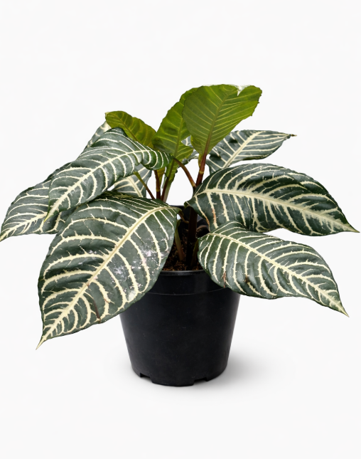 Aphelandra