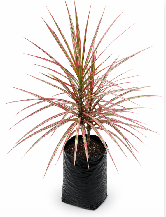 Marginata