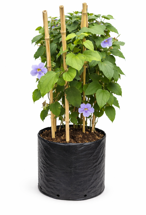 Enredadera Tumberquia Morada