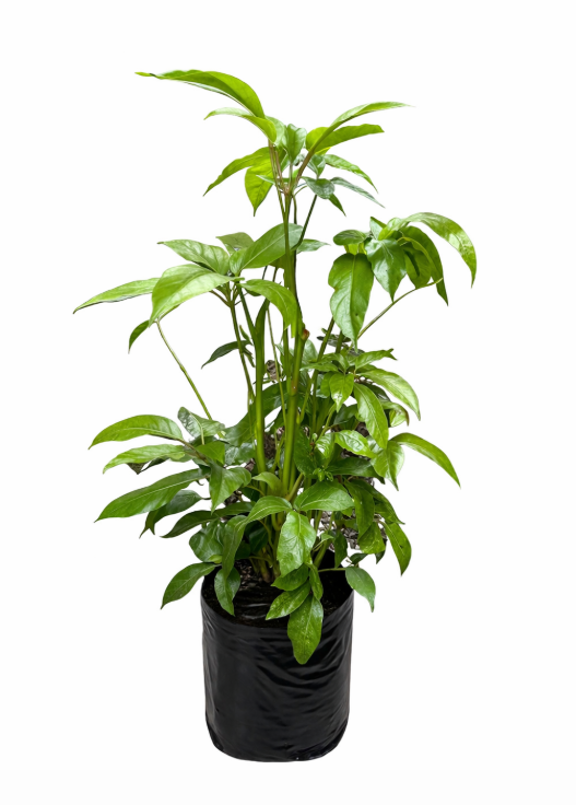 Cheflera Mango