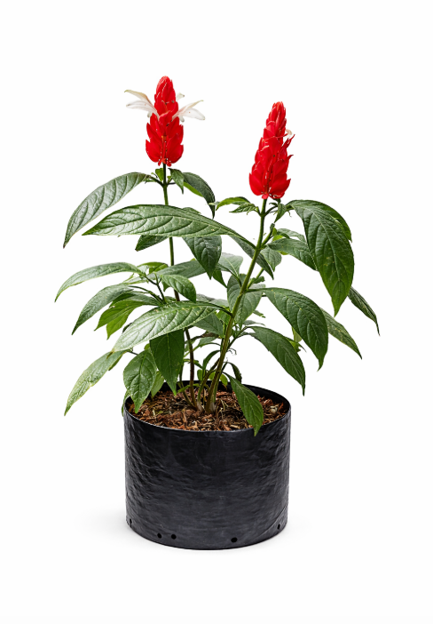 Camaron Rojo