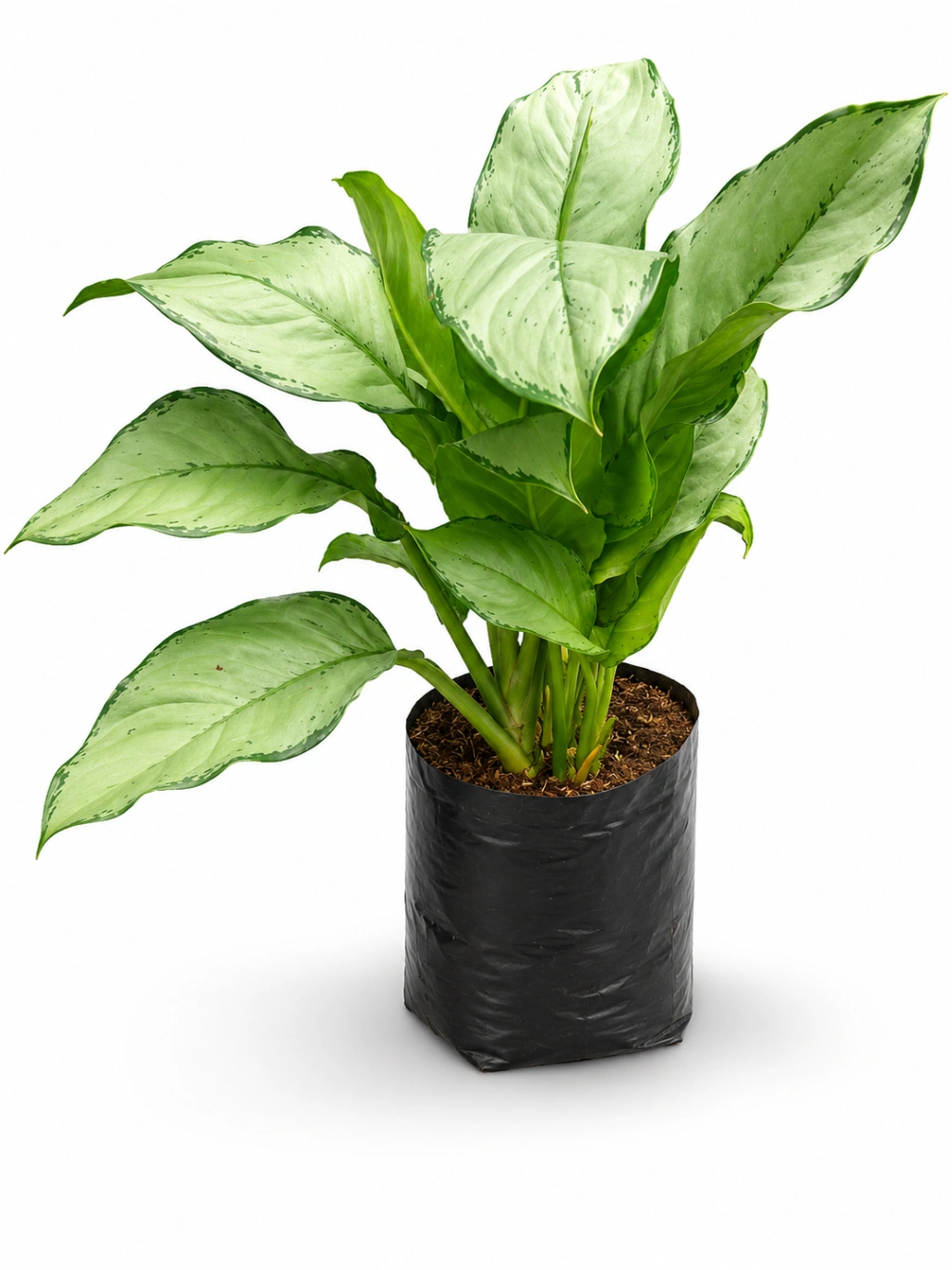 Aglonema Plotter