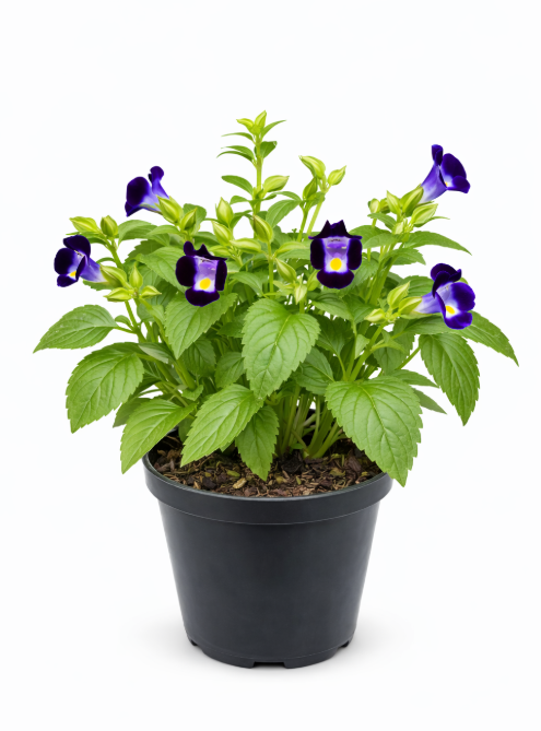 Torenia