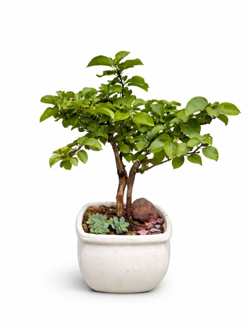 Bonsai Bugambilia Flor
