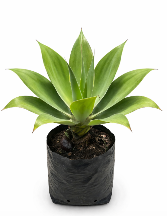 Agave Verde