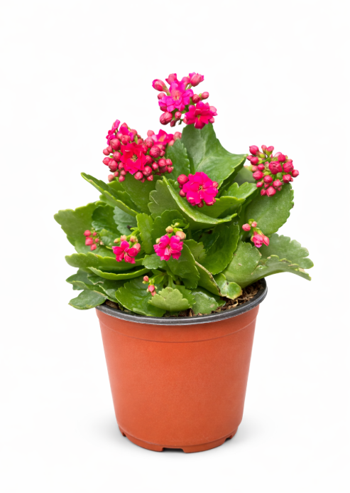 Kalanchoe