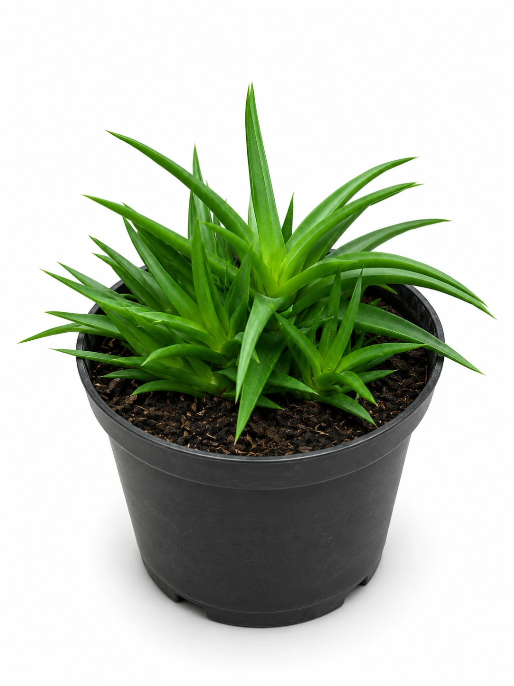 Aloe Black Gen