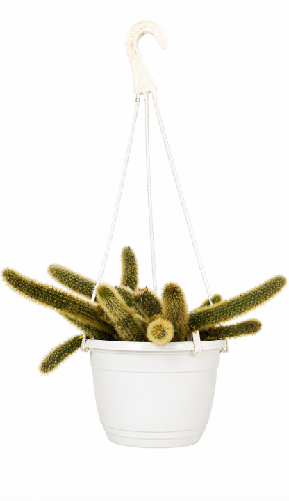 Cactus Cola de Mono Canasta