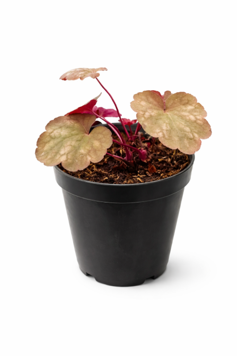 Heuchera