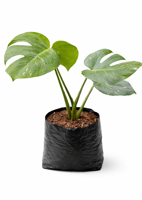 Monstera Variagada
