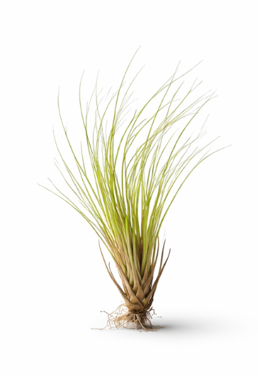 Tillandsias