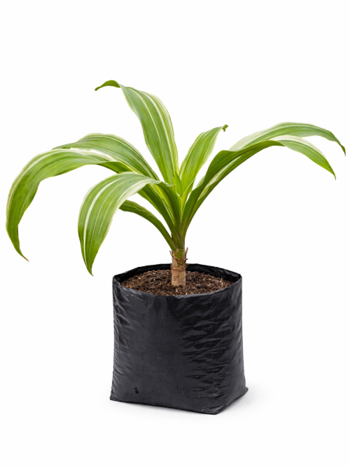 Alocasia Variagada