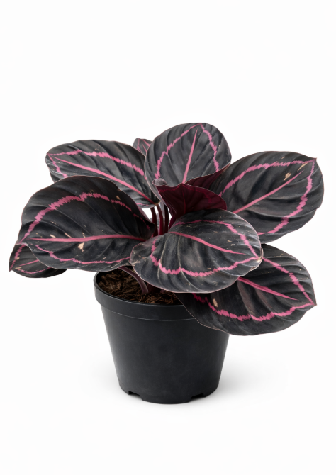 Calathea Rosy