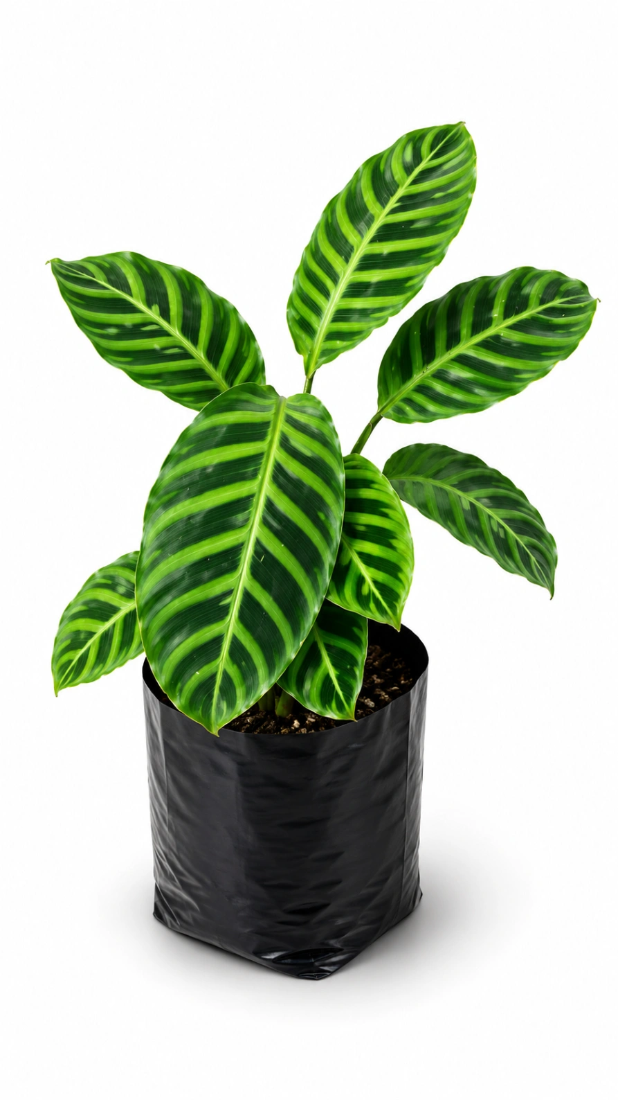 Calathea Zebrina