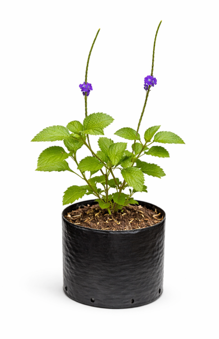 Verbena Morada