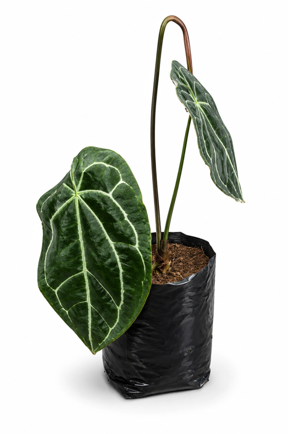 Anturio Cristalino