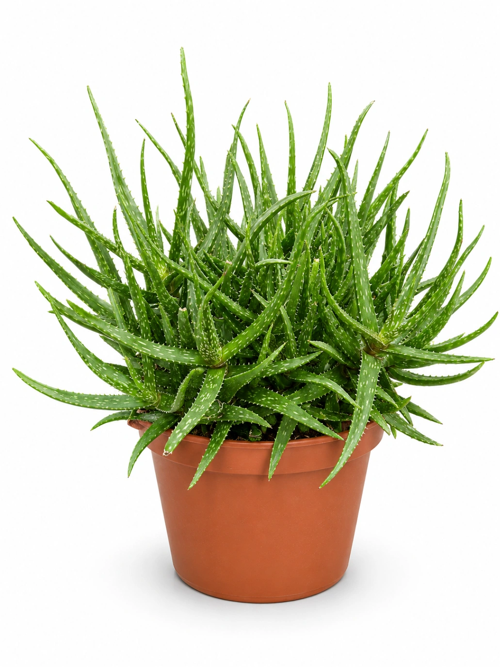 Aloe Ornamental