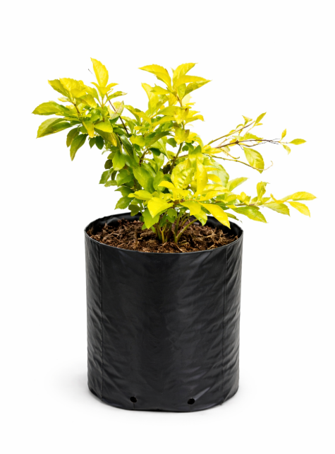 Duranta Limon