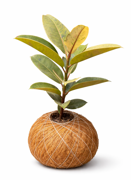 Kokedama Caucho
