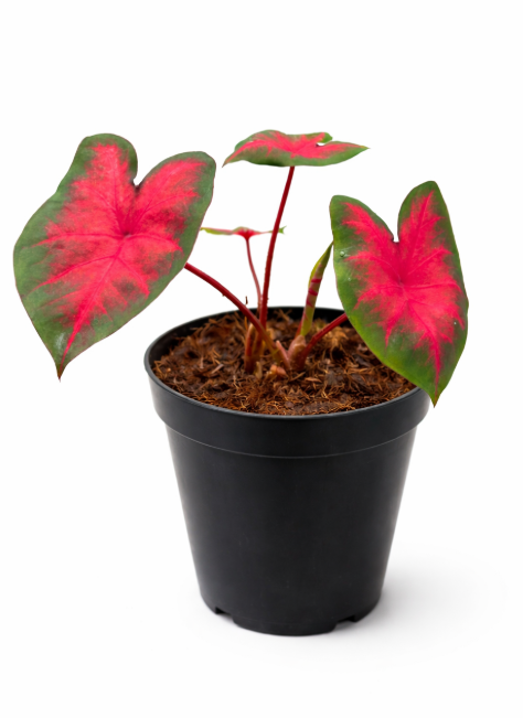 Caladium