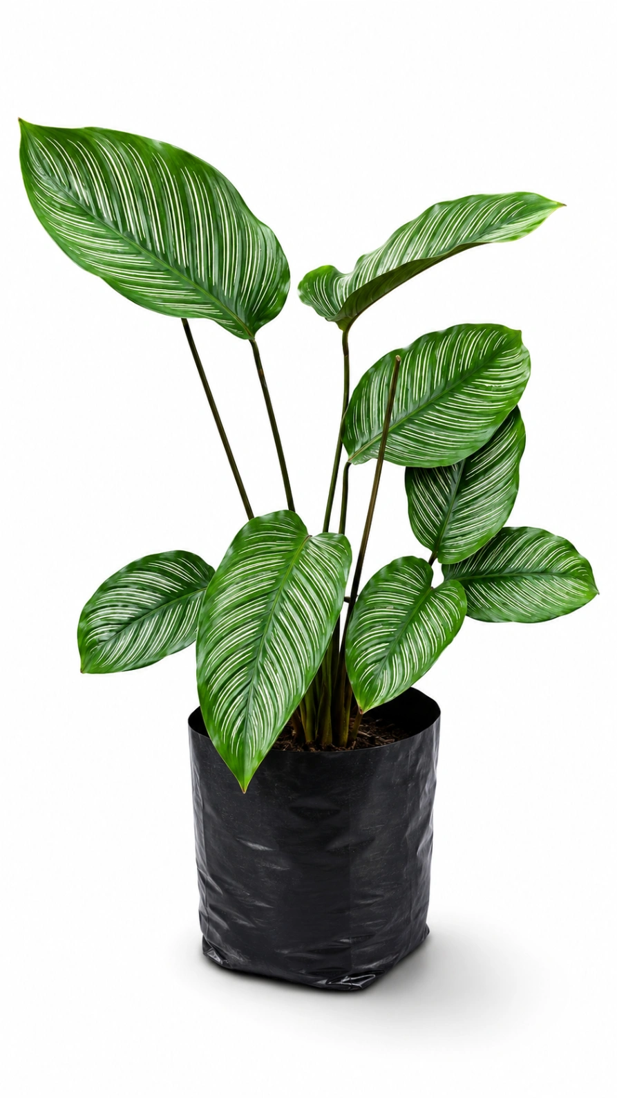 Calathea Pincel
