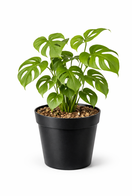 Philoendro Minima