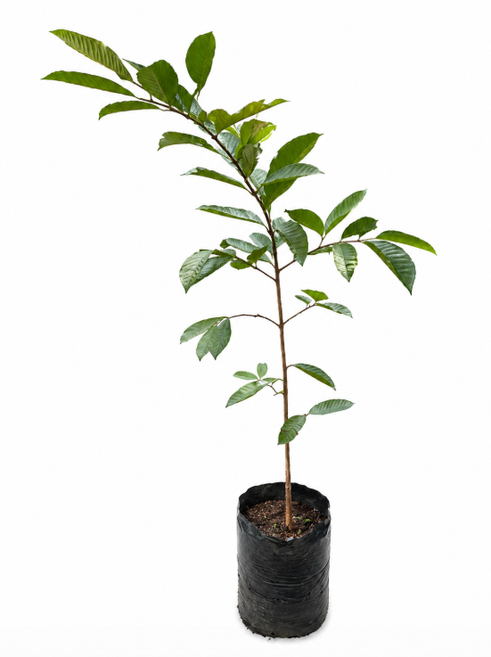 Guayabo Freijoa
