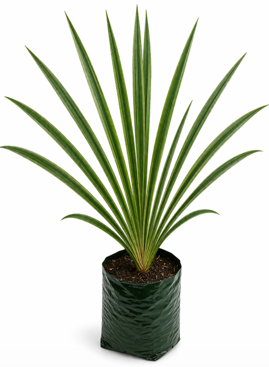 Lino Verde