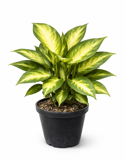 Dieffenbachia Camila