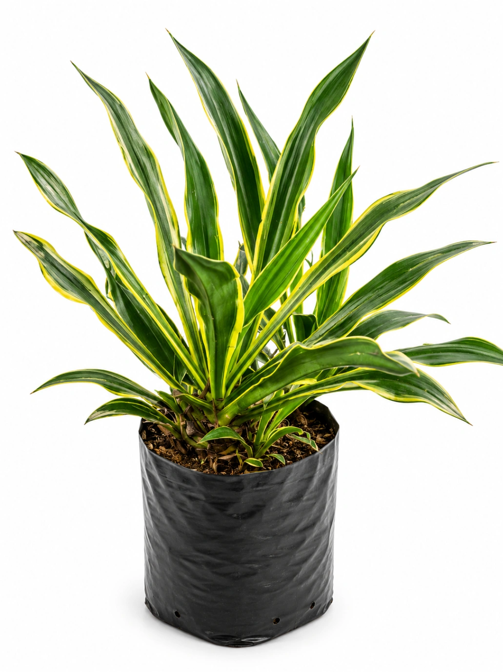 Agave Amarillo