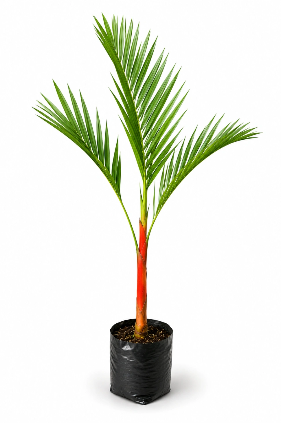 Palma Roja